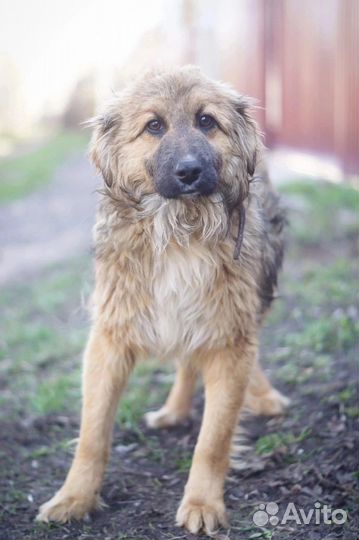 Собака Ларри