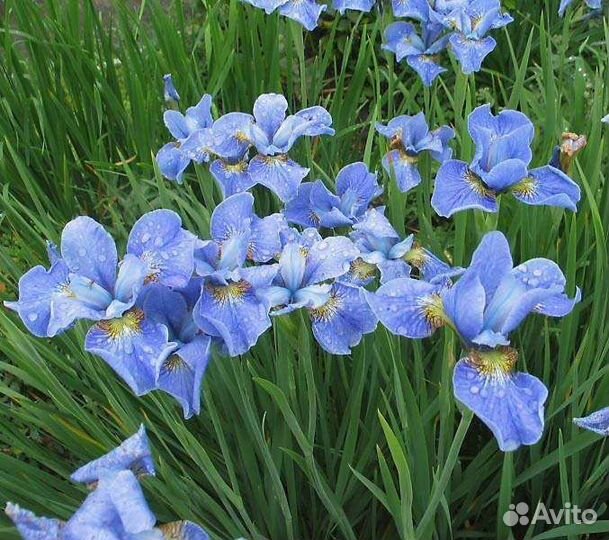 Ирис сибирский