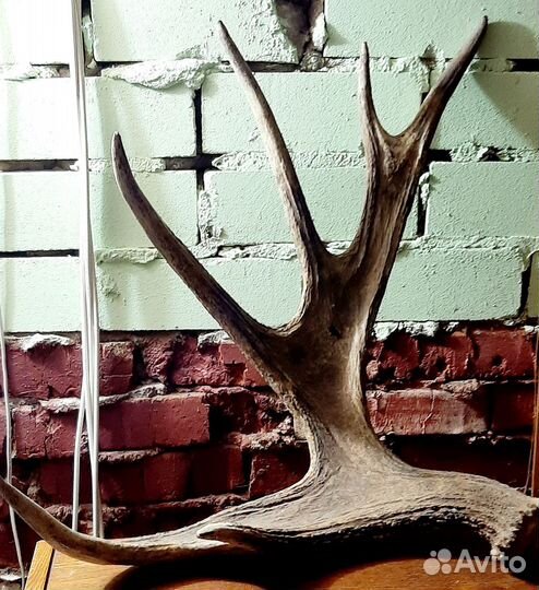 Рога оленя и лося