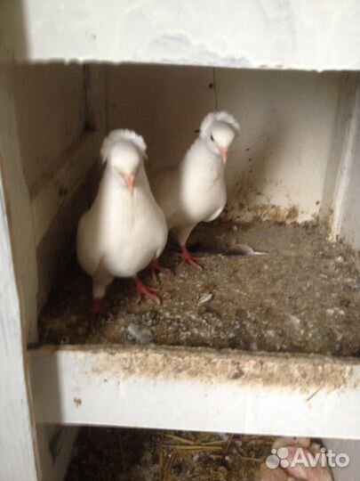 Белые голуби