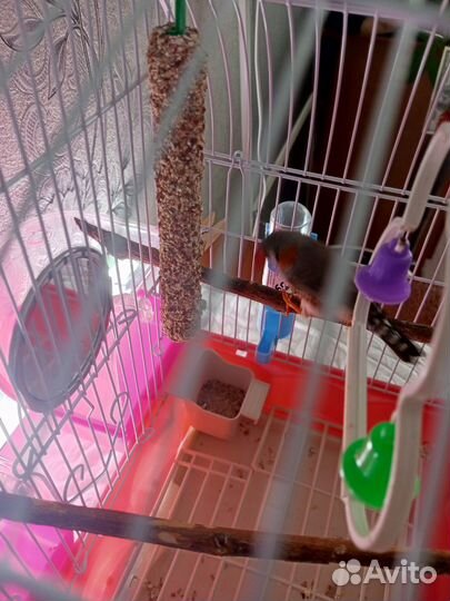 Зебровые амадины