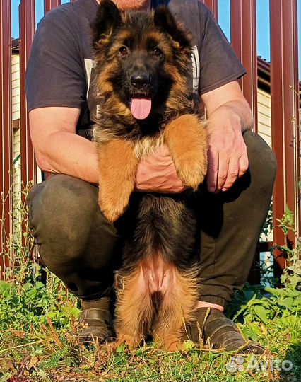 Качественные немецкие овчарки с документами РКФ