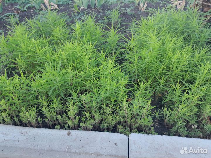 Рассада кохия