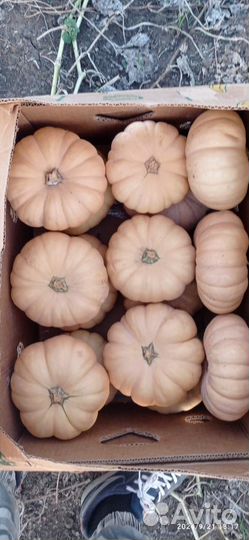 Тыква Отам краун