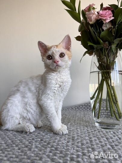 Кошка метис Красавица