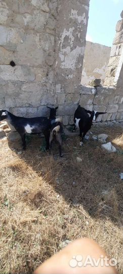 Альпийские козы