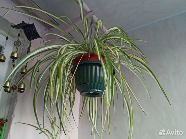 Кливия, кордилина зелёная.хлорофитум, и др