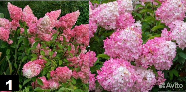 Метельчатые гортензии. Большие кусты
