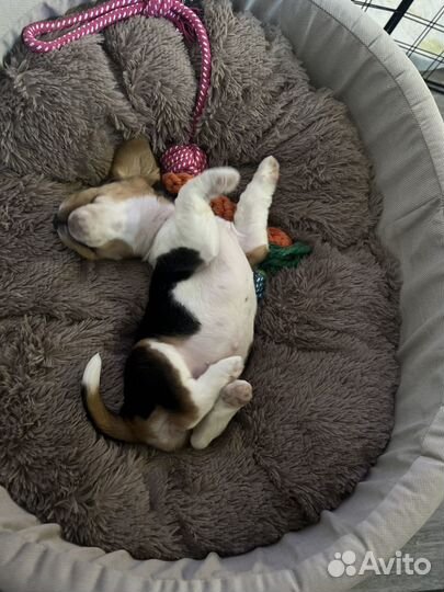 Собака бигль