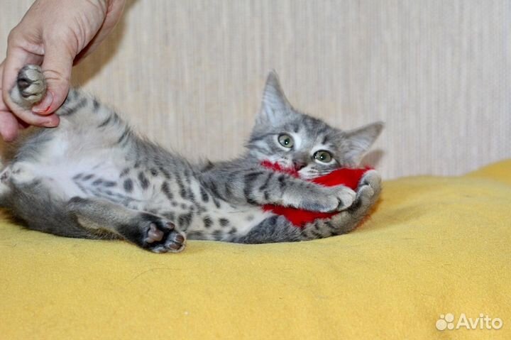 Маленькие игривые котята