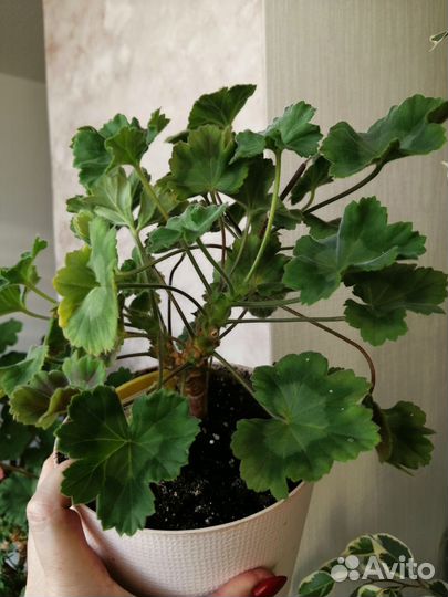 Пеларгония та марсель