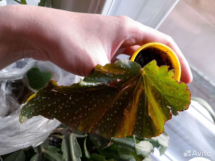 Бегония тигровая