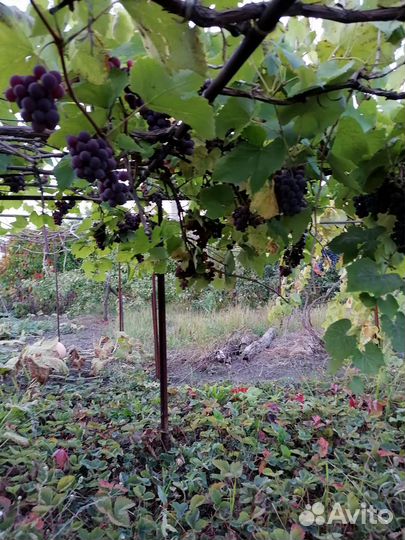 Саженцы винограда
