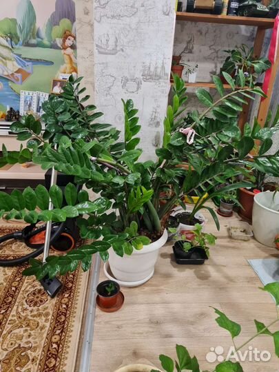 Замиокулькас черный равен