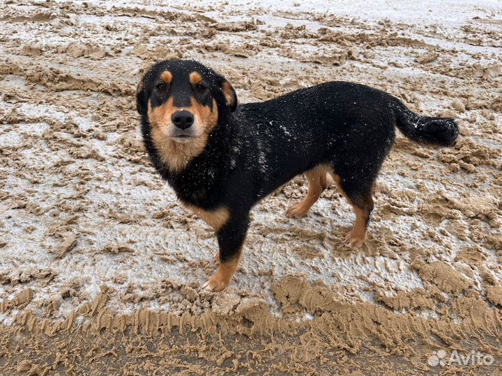 Щенок ищет дом