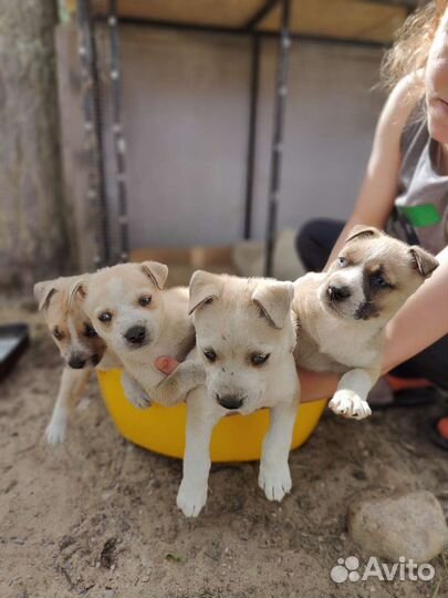 Щенки хаски+ стаф