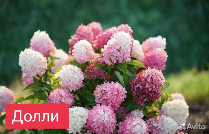 Гортензия Бобо, Долли