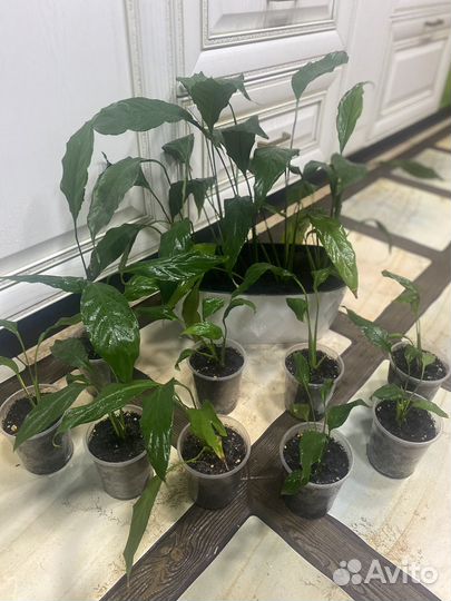 Спатифиллум женское счастье