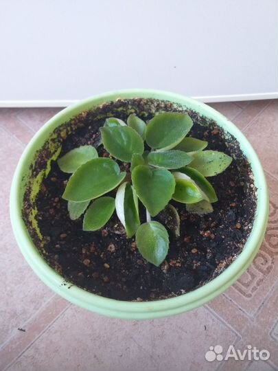 Фиалка, цвет-сюрприз