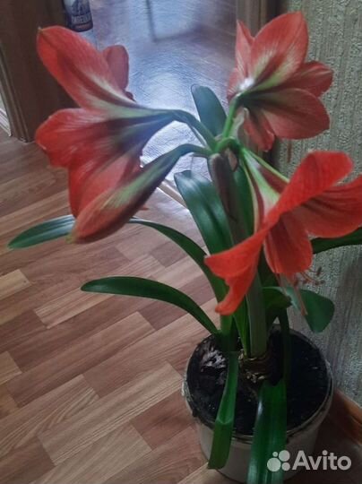 Гиппеаструм