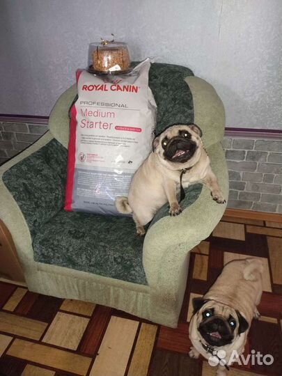 Корм для собак royal canin Starter, Papik