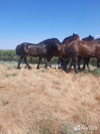 Лошади Тяжеловозы