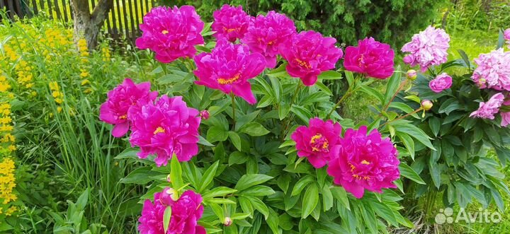 Пионы саженцы