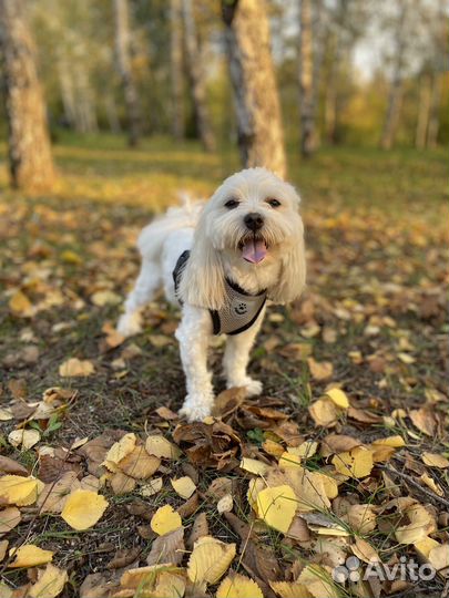 Мальтезе вязка