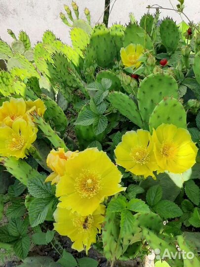 Кактус опунция