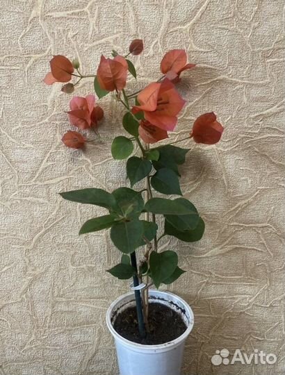 Бугенвиллия