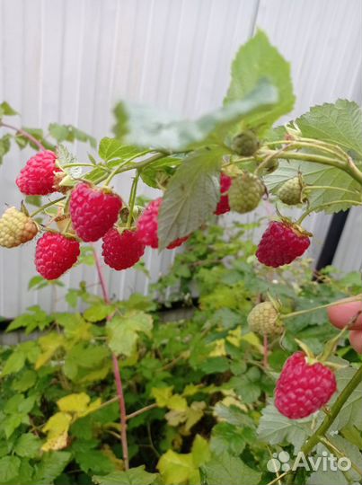 Саженцы малины, ягоды годжи, смородина, жимолость