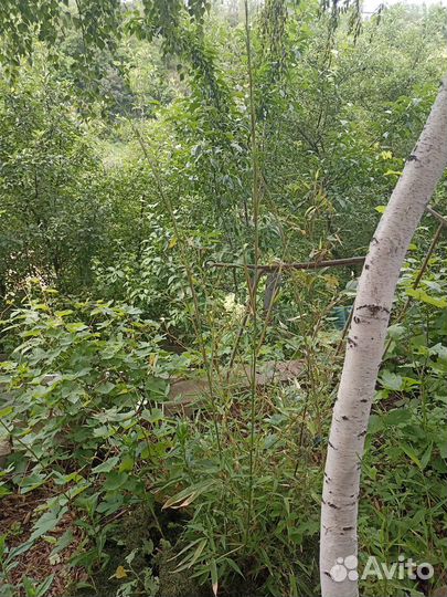 Бамбук морозостойкий