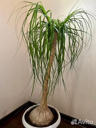 Нолина (бокарнея)