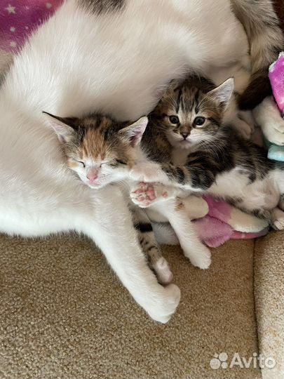 Котята в добрые руки приучены к лотку