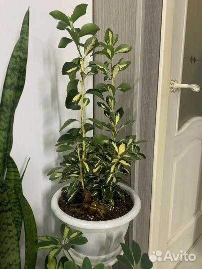 Сансевиерия, шефлера, бересклет японский