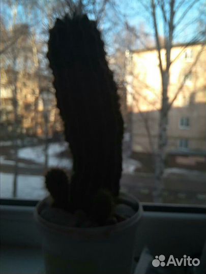 Кактус цветы