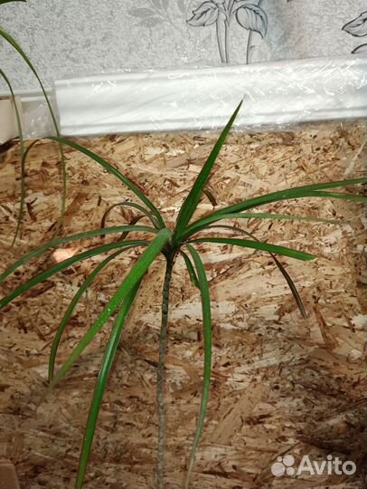 Комнатные растения набор