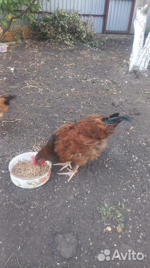 Молодые петухи