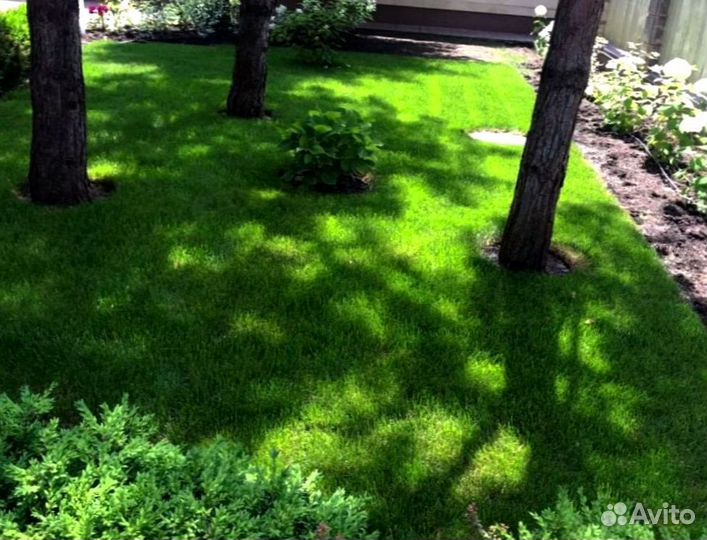 Рулонный газон