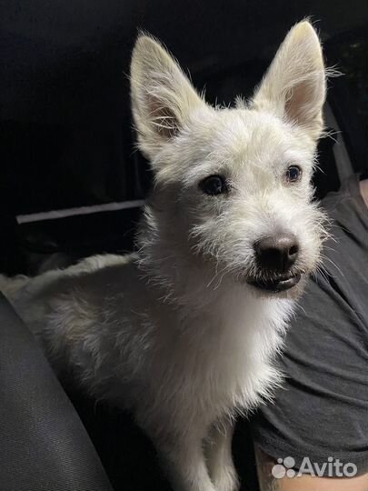 Отдадим малыша Гарика в добрые руки