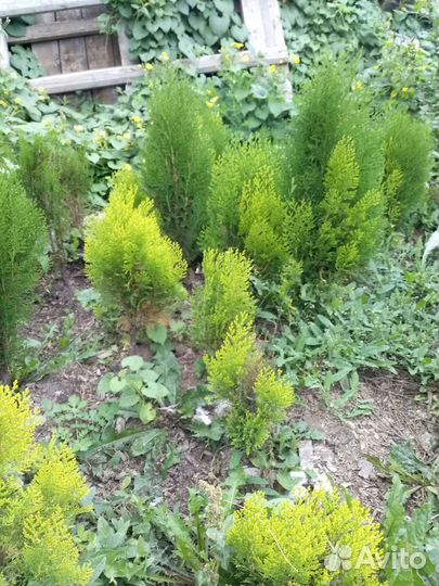 Продам: хвойные растения, декоративные кустарники