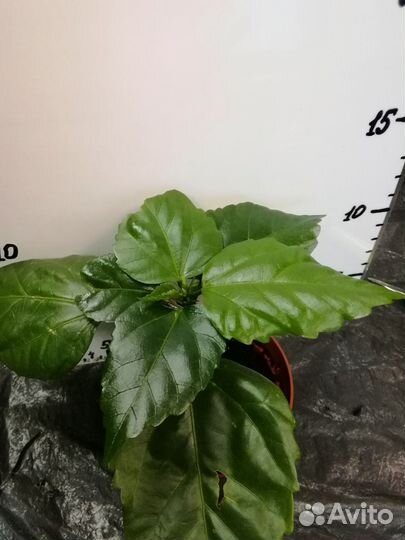 Гибискус, китайская роза