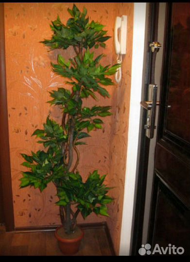 Искусственные деревья, бонсаи