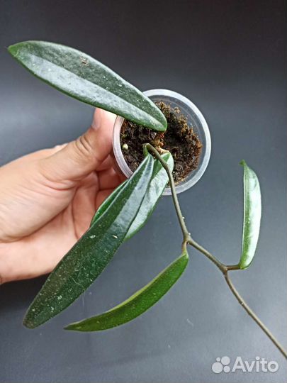 Хойя Minibelle, Krinkle-8, Obovata