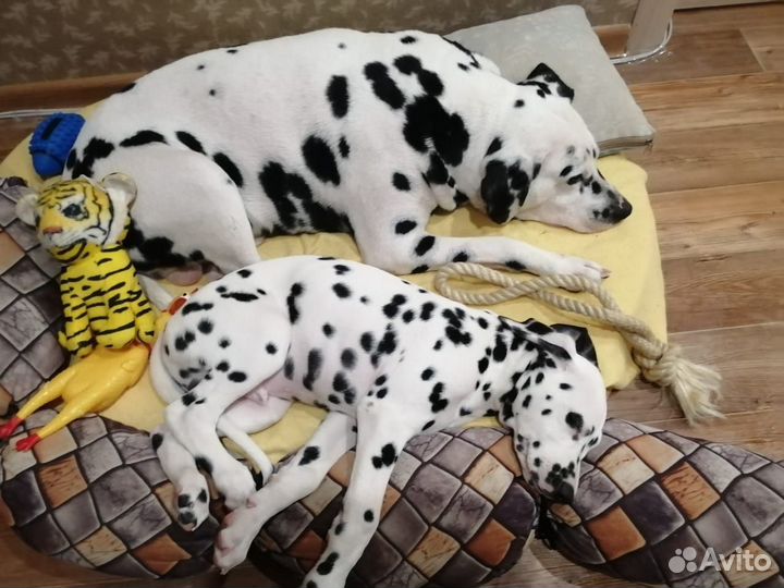 Далматинец щенок