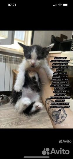 Котенок