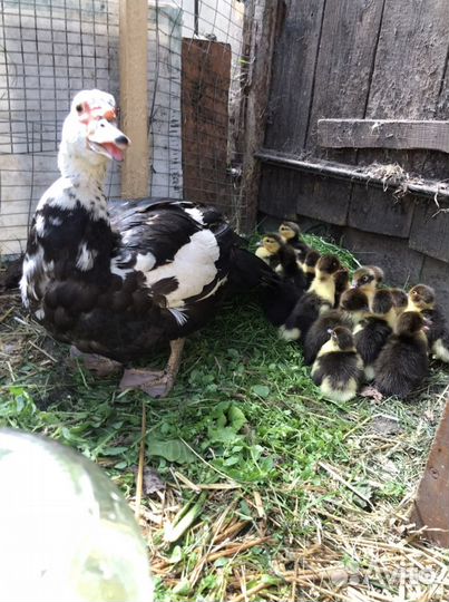 Яйцо Индоутки