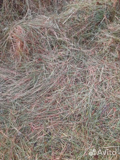 Сено в рулонах