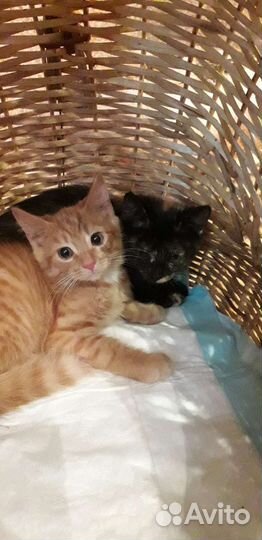 Котята в дар