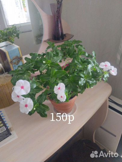 Растения для дома и офиса